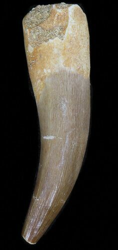 Fossil Plesiosaur Tooth - Morocco #39806
